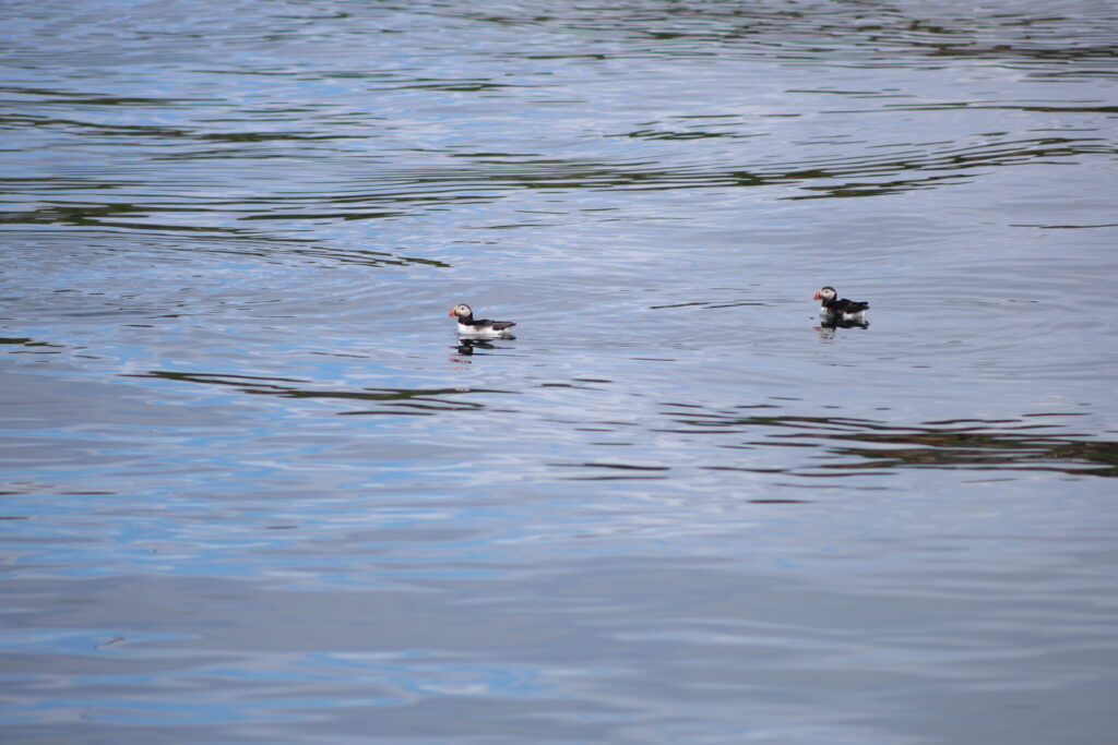 Puffins in water