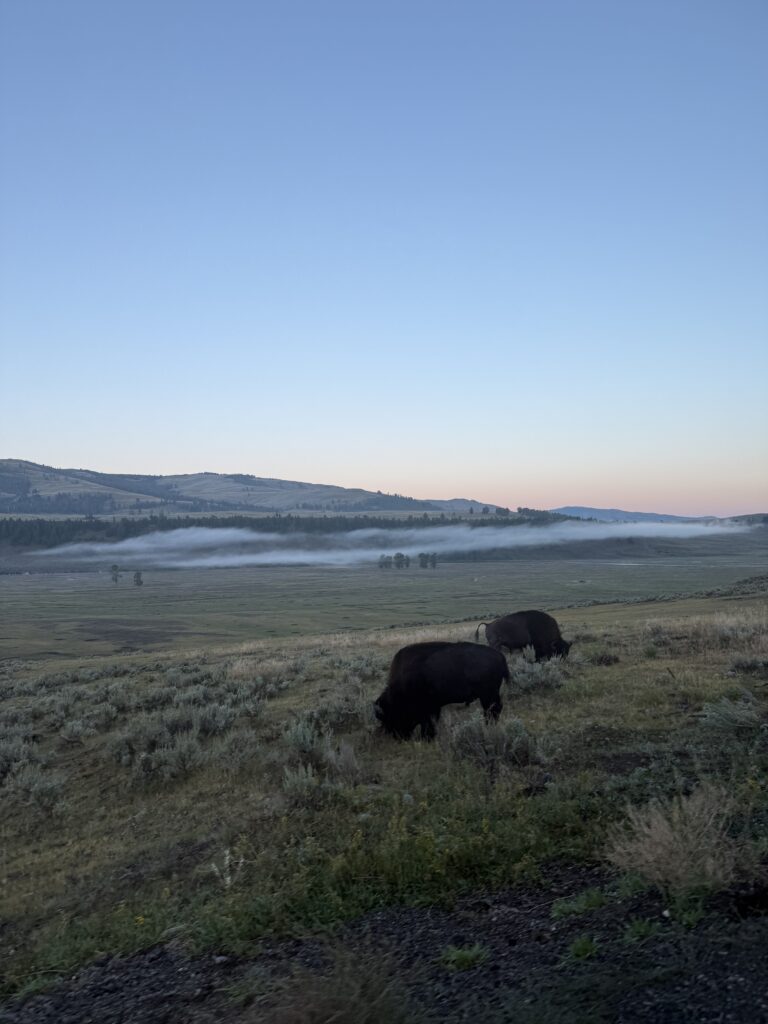 Yellowstone